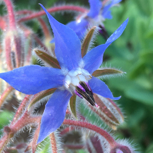 Borage