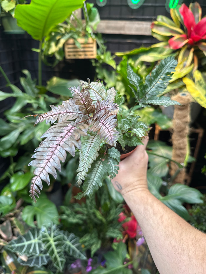 Candy stripe fern