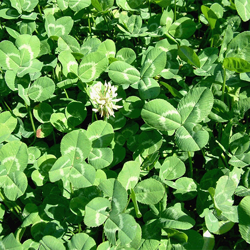 Cichorium-intybus-Common-chicory-Seeds
