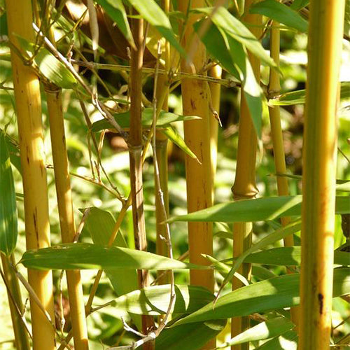 Dendrocalamus membranaceus & Yellow bamboo Seeds