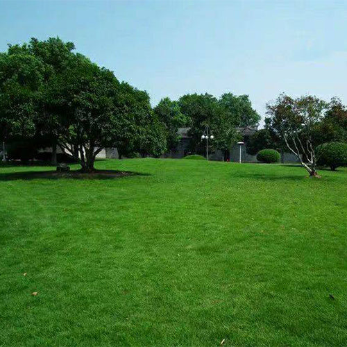 Festuca-elata-Tall-Fescue-Seeds