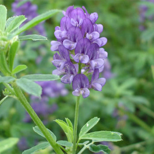 Medicago sativa & Alfalfa Seeds