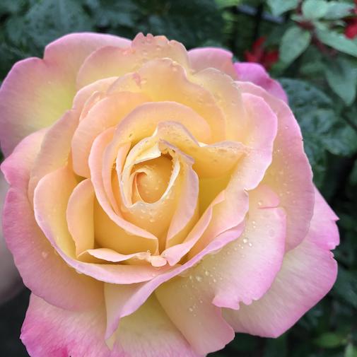 Peace Rose