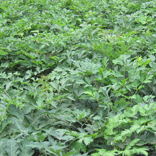 Peucedanum-praeruptorum-Peucedanum-Seeds
