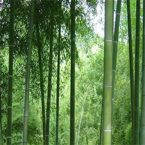 Phyllostachys edulis & Moso bamboo Seeds