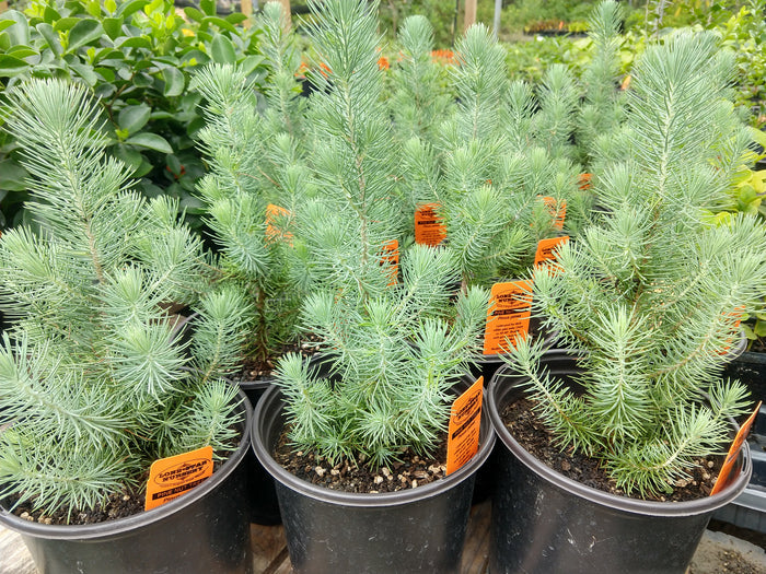 PINE NUT --Pinus pinea--