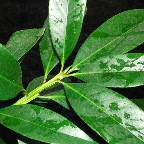 Symplocos-tetragona-Angular-Symplocos-Seeds
