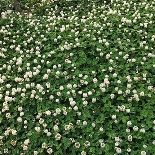 Trifolium-repens-Dutch-clover-Seeds
