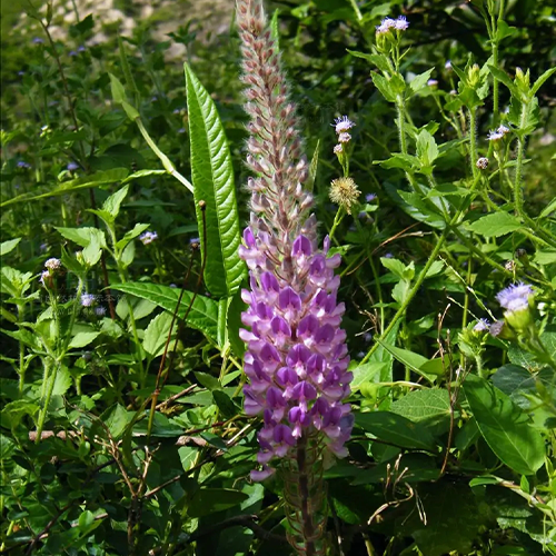 Uraria crinita & Early Cut Seeds
