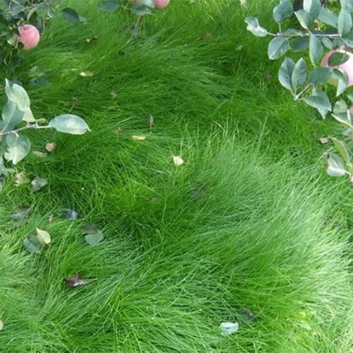 Vulpia-myuros-Annual-fescue-Seeds