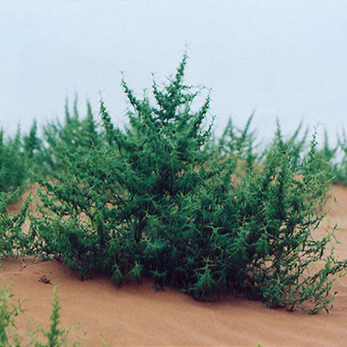 Agriophyllum-squarrosum-Shami-Seeds