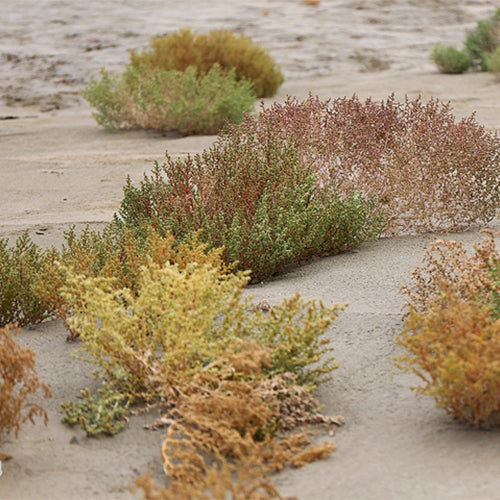 Agriophyllum Squarrosum & Shami Seeds