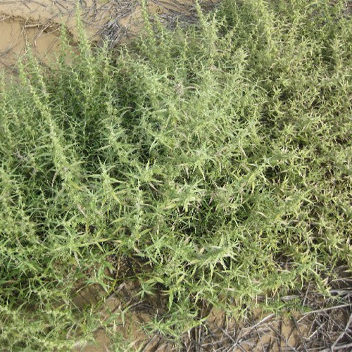 Agriophyllum-squarrosum-Shami-Seeds