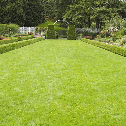 Agrostis Matsumurae & Cut Bentgrass Seeds