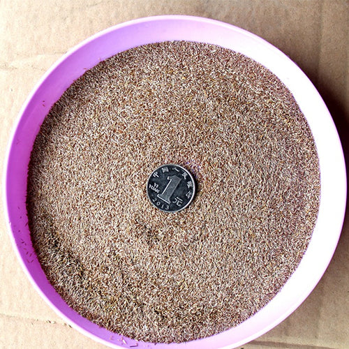 Agrostis-matsumurae-Cut-bentgrass-Seeds