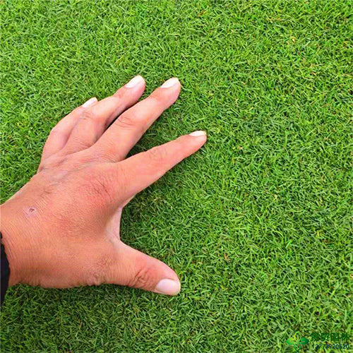 Agrostis-matsumurae-Cut-bentgrass-Seeds