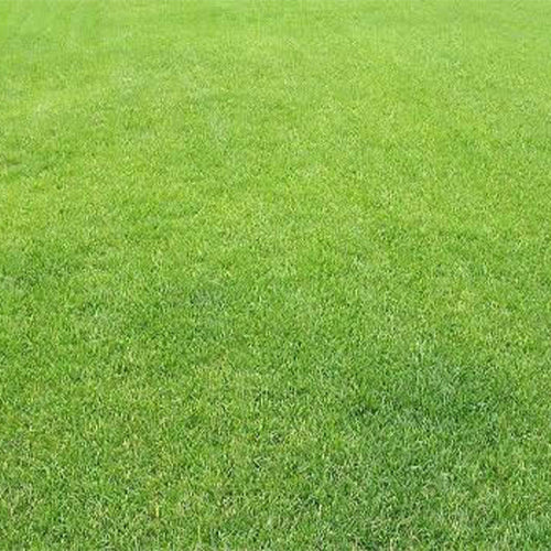 Agrostis-matsumurae-Cut-bentgrass-Seeds