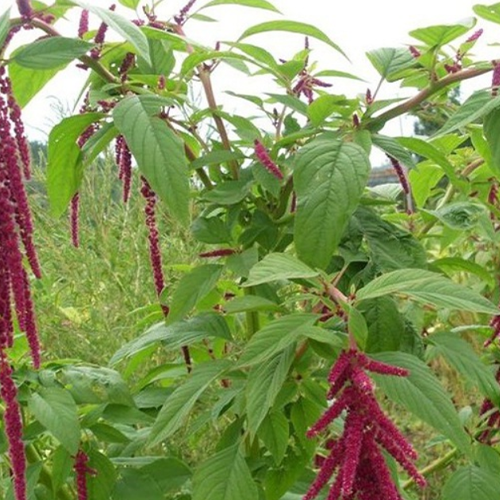 Amaranthus hybridus & Green amaranth Seeds