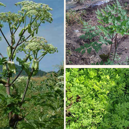 Angelica-pubescens-du-huo-Seeds