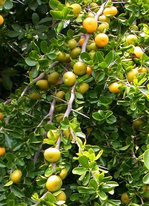 APPLE 'Kei' --Dovyalis caffra--