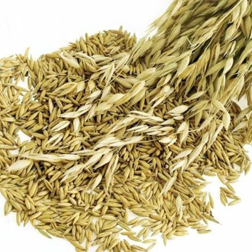 Arrhenatherum-elatius-Bulbous-oat-grass-Seeds