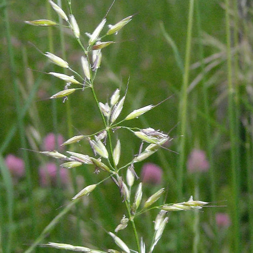 Arrhenatherum-elatius-Bulbous-oat-grass-Seeds