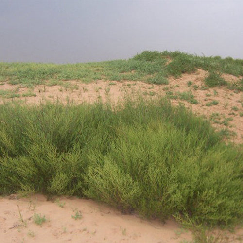 Artemisia-desertorum-Artemisia-sphaerocephala-Seeds