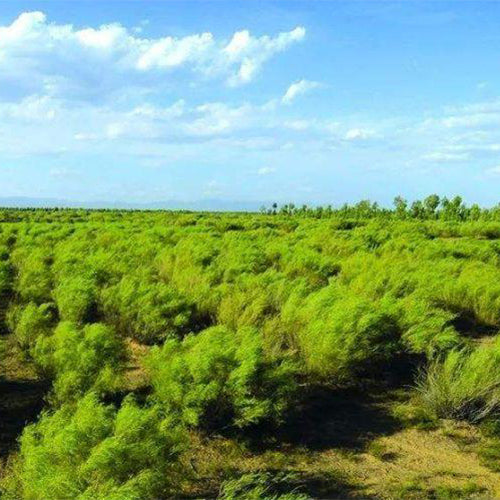 Artemisia-desertorum-Artemisia-sphaerocephala-Seeds