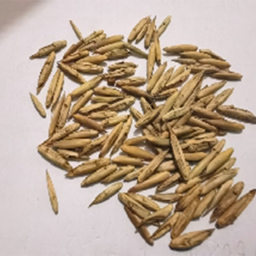 Bambusa tulda & Indian timber bamboo Seeds