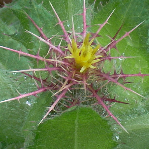 Blessed Thistle