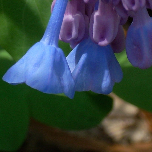 Bluebell