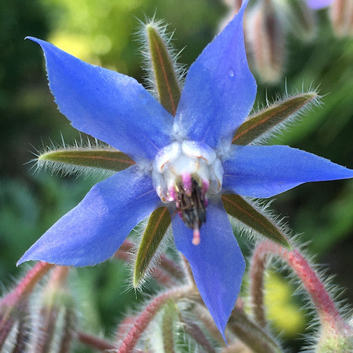 Borage