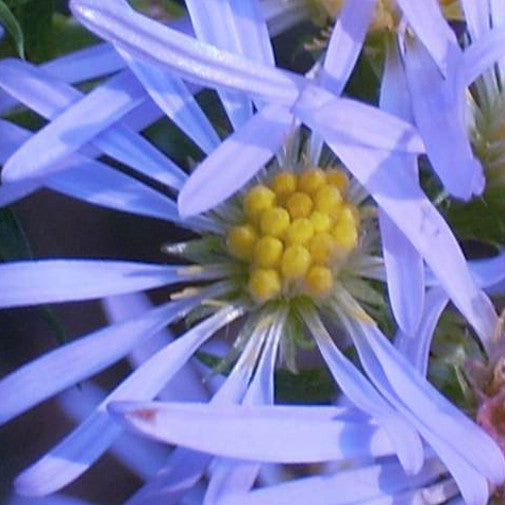 Bushy Violet Aster