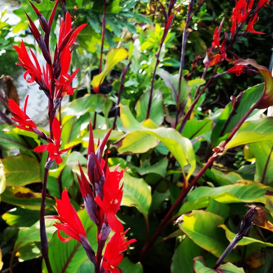 CANNA 'Achira' --Canna edulis--