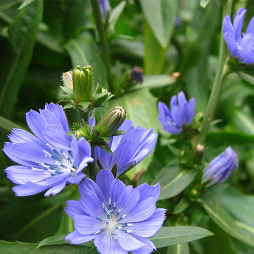 Cichorium-intybus-Common-chicory-Seeds