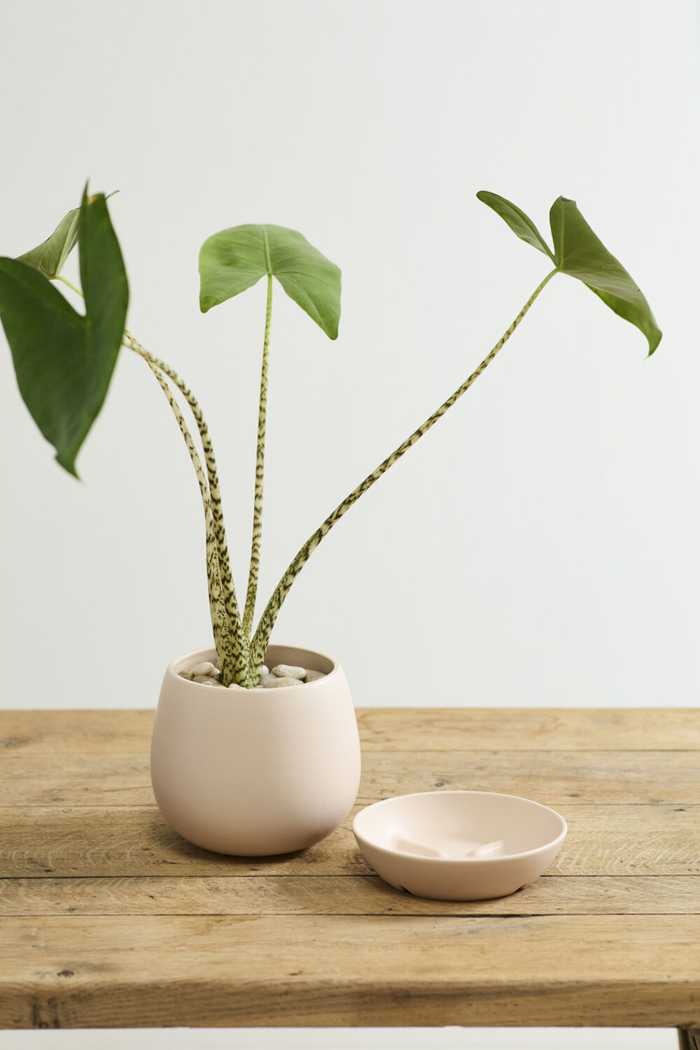 Accent-Decor-Dalton-Pot-and-Saucer