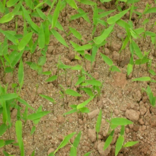 Dendrocalamus barbatus & Dragon Bamboo Seeds