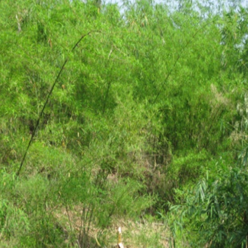 Dendrocalamus barbatus & Dragon Bamboo Seeds