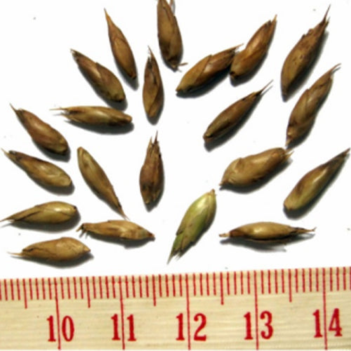 Dendrocalamus membranaceus & Yellow bamboo Seeds