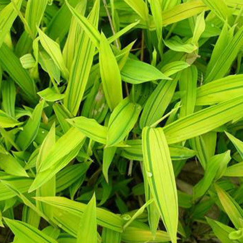 Dendrocalamus membranaceus & Yellow bamboo Seeds