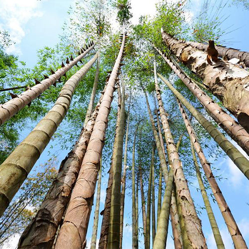 Dendrocalamus sinicus & Diant dragon bamboo Seeds