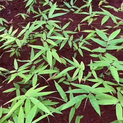 Dendrocalamus sinicus & Diant dragon bamboo Seeds