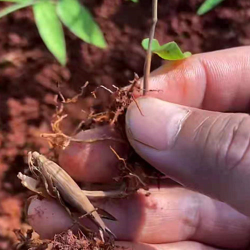 Dendrocalamus sinicus & Diant dragon bamboo Seeds