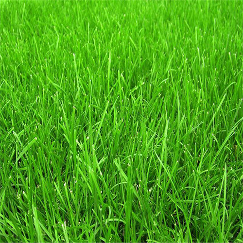 Festuca-elata-Tall-Fescue-Seeds