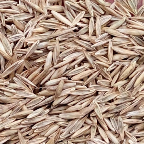 Festuca-elata-Tall-Fescue-Seeds