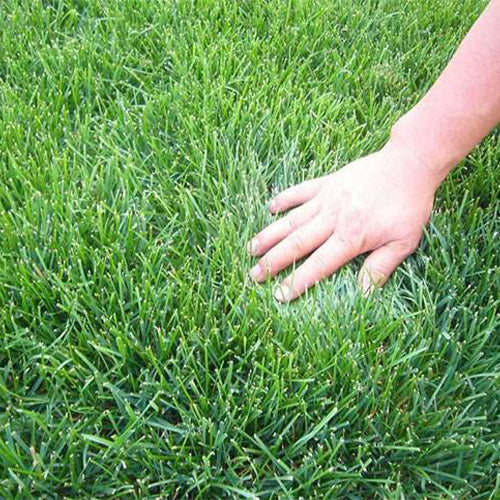Festuca-elata-Tall-Fescue-Seeds