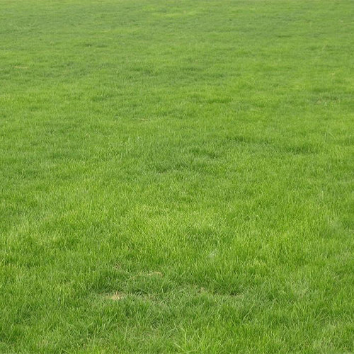 Festuca-elata-Tall-Fescue-Seeds