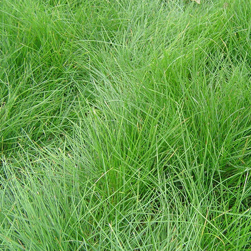 Festuca-rubra-Purple-Fescue-Seeds