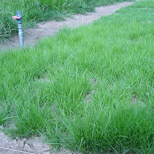 Festuca-rubra-Purple-Fescue-Seeds