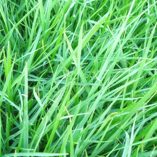 Festuca-rubra-Purple-Fescue-Seeds